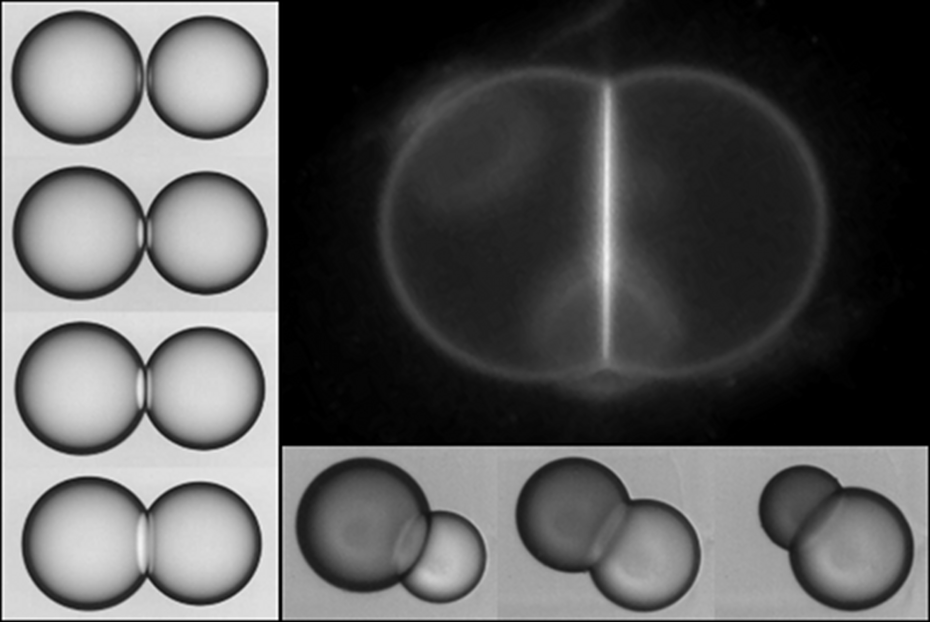 AdhesivePair