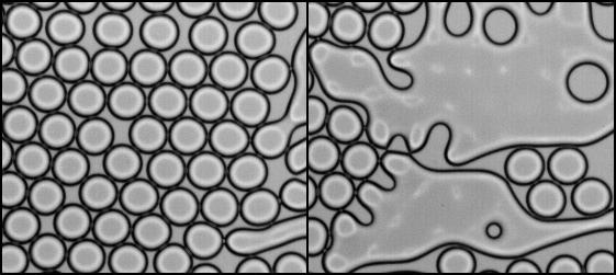 propagation2D